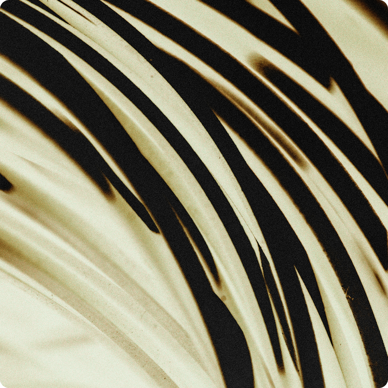 Abstract black and cream curved forms with a textured art effect.