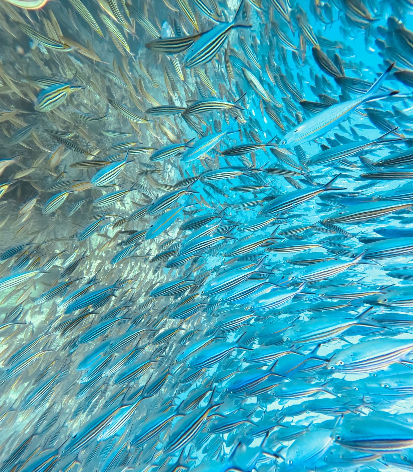Dense school of farmed fish swimming together