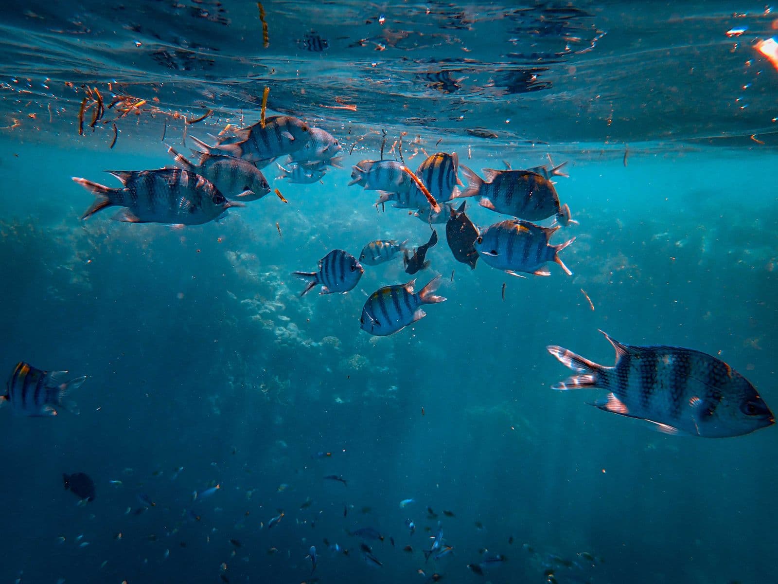 Fish schooling near the surface in open water