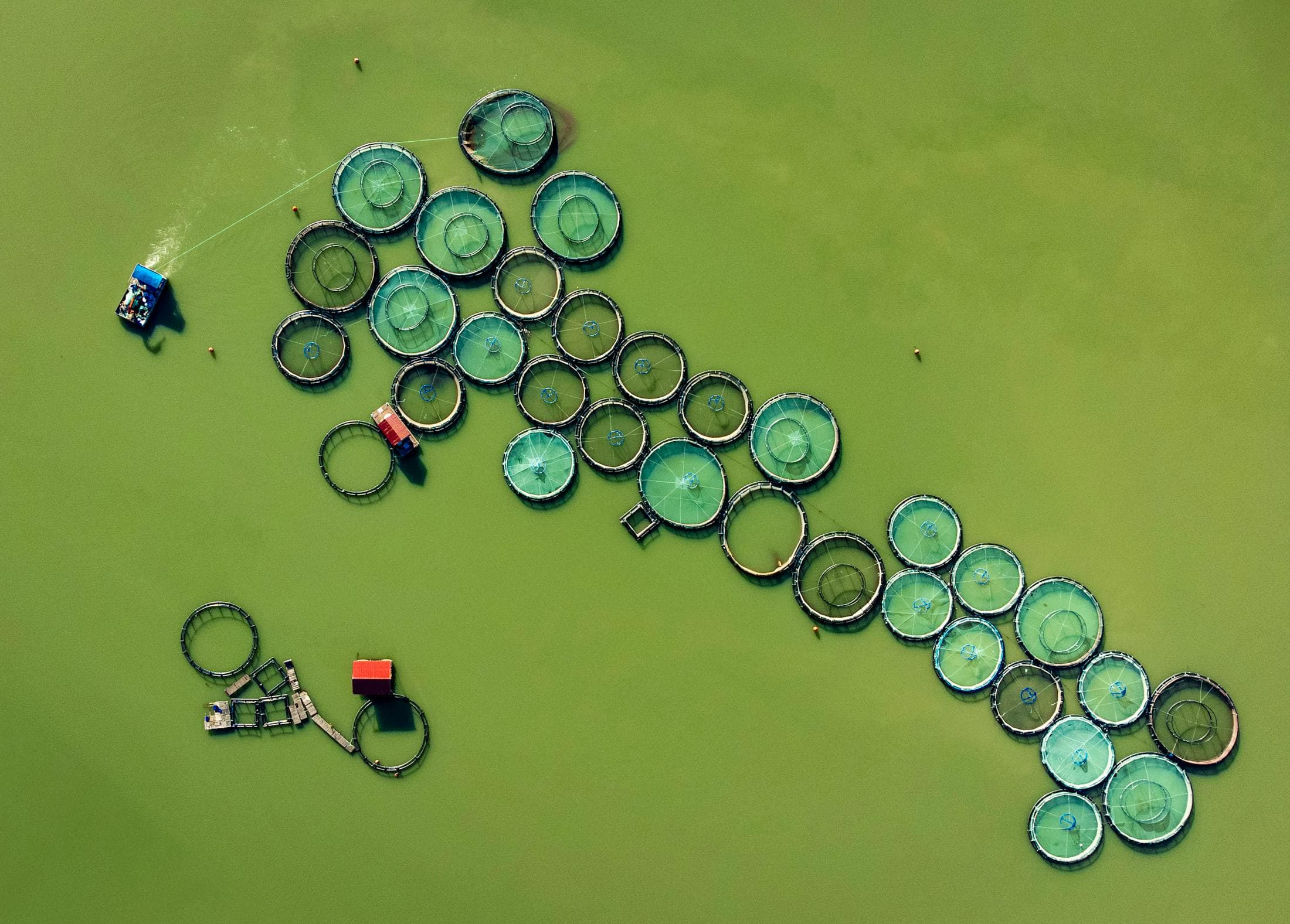 Aerial view of circular fish farm nets in green water