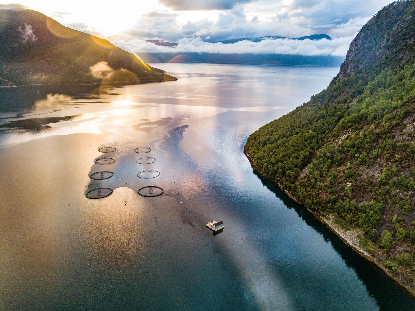 Aerial view of circular salmon sea cages in a Norwegian fjord