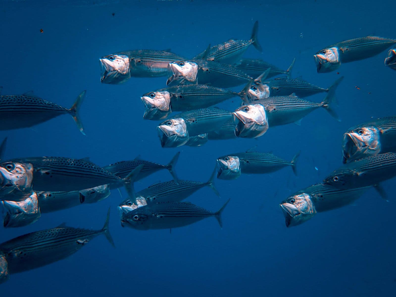 School of fish moving together underwater as seen by a camera